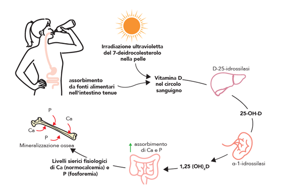 metabolismo della vitamina D