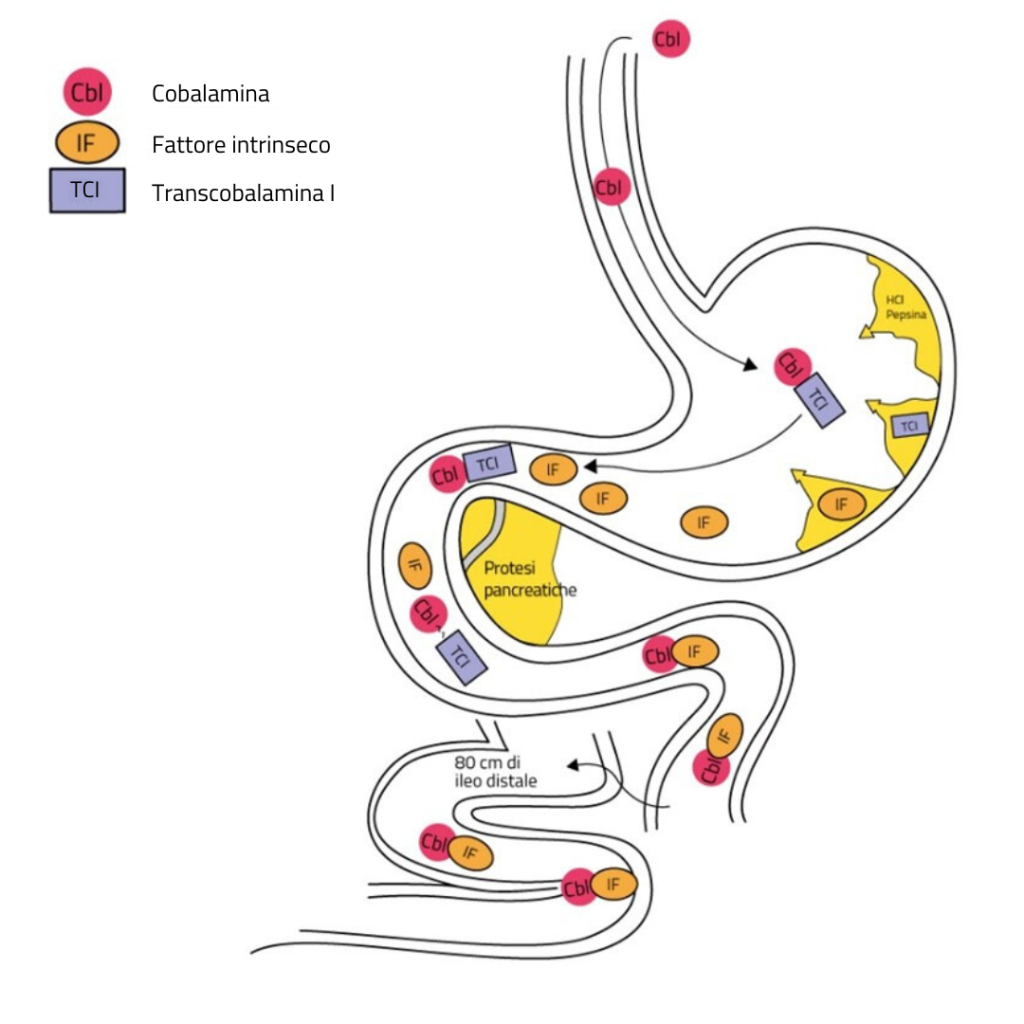 Meccanismo di assorbimento della vitamina B12 all'interno dello stomaco e dell'intestino